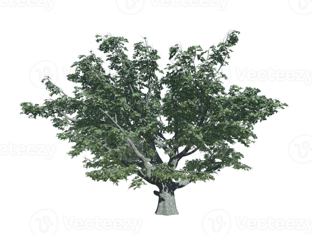 White oak tree high transparent image png