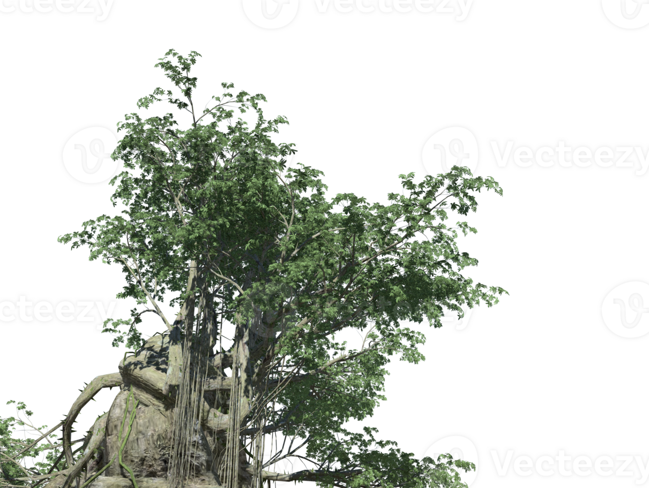 European Beech tree high quality transparen image png