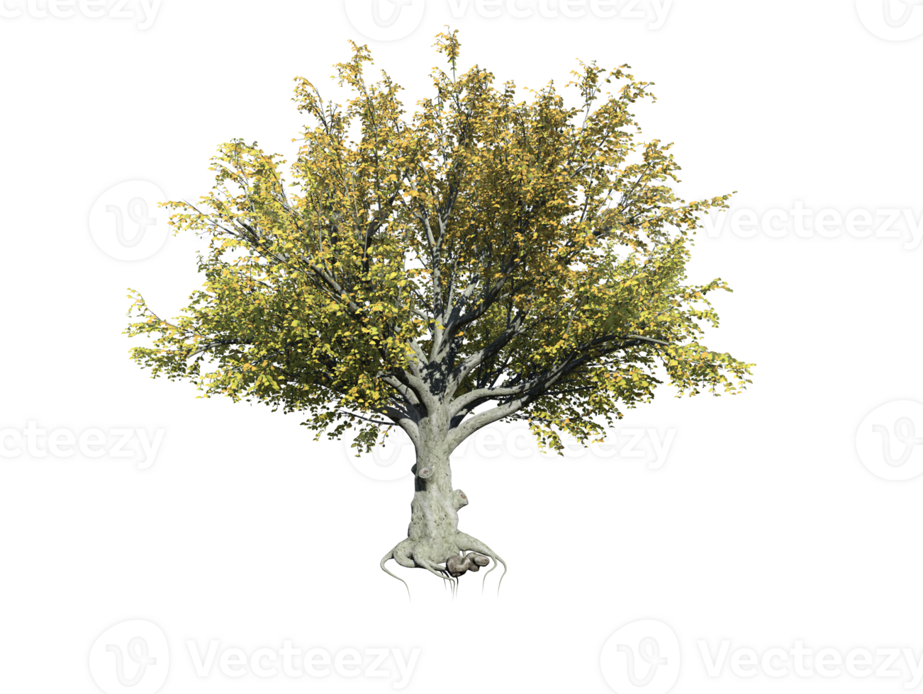 American beech tree high quality image transparent png