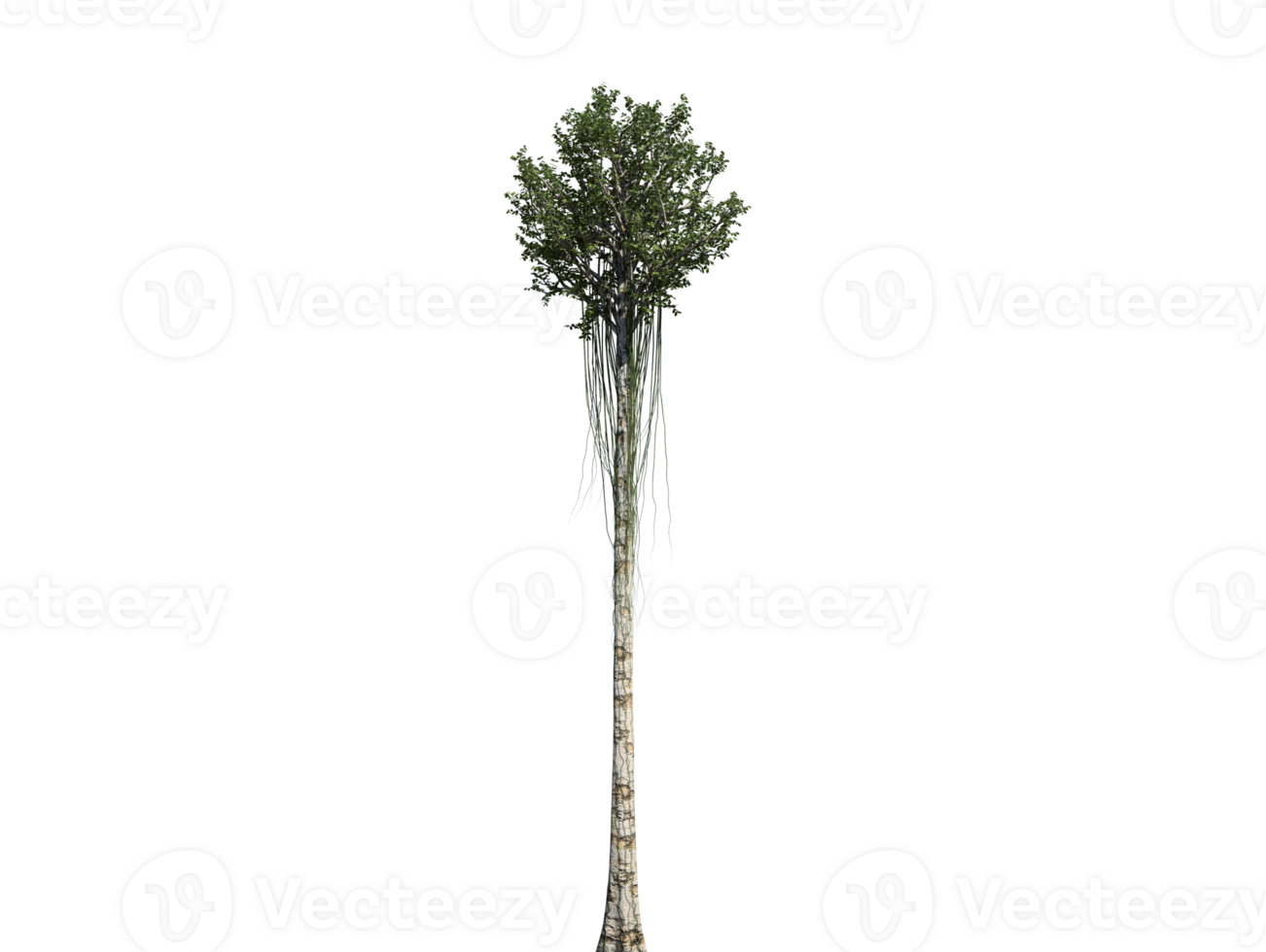 gélose bois arbre haute qualité transparent image png