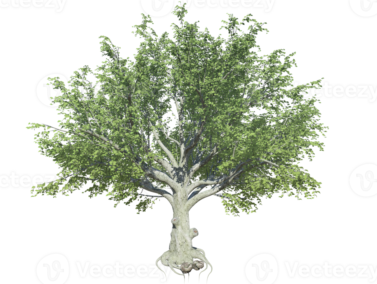 American beech tree high quality image transparent png