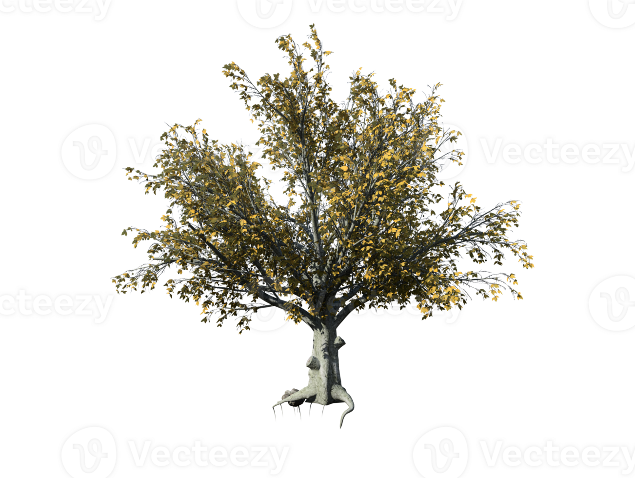 American beech tree high quality image transparent png