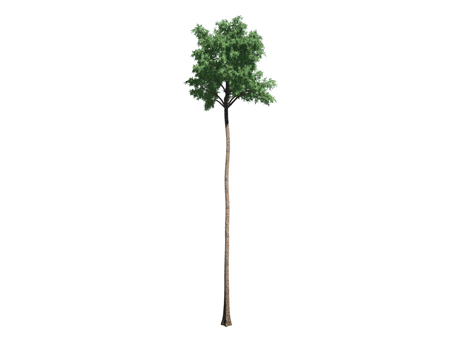 Flooded gum tree transparent image 36353827 PNG