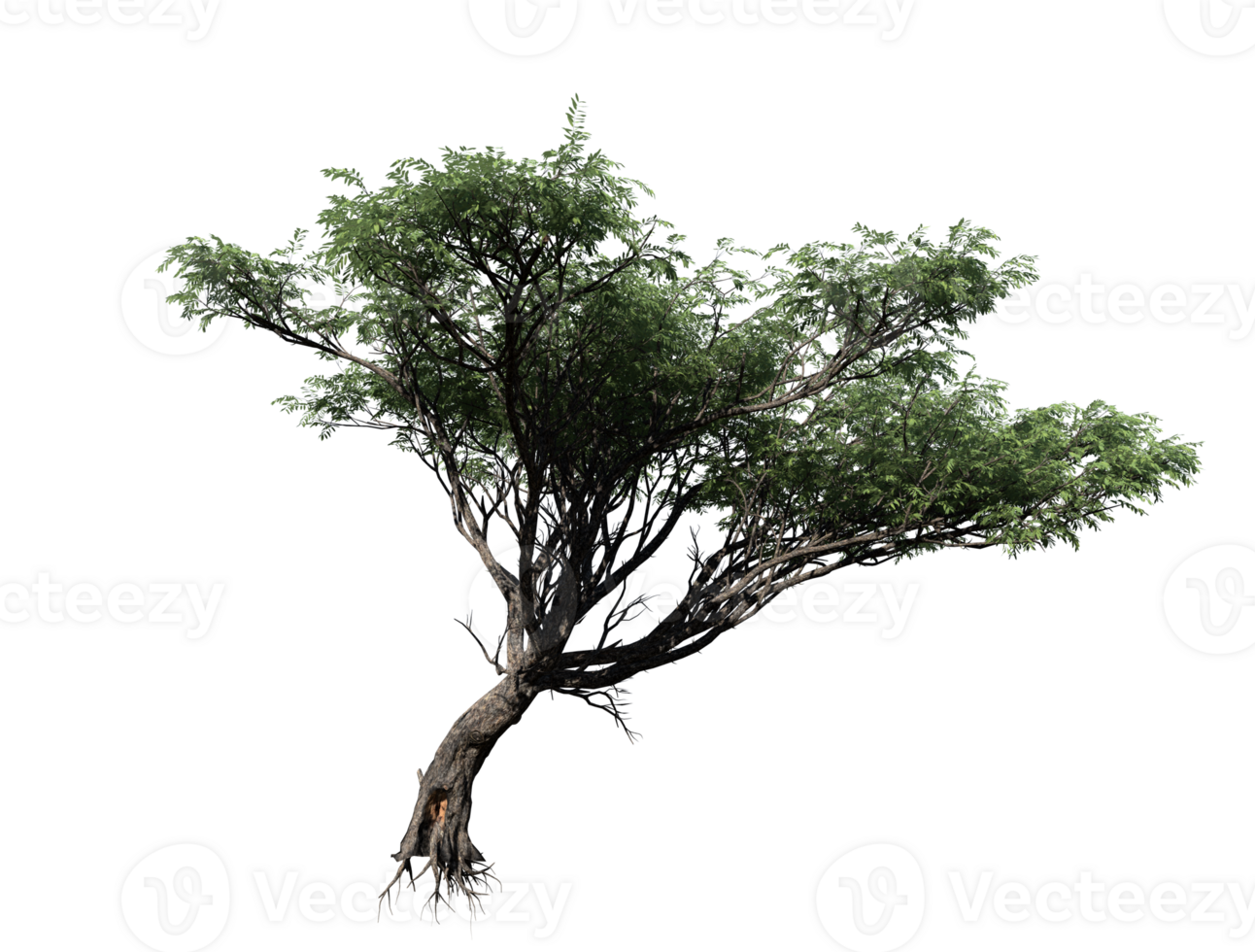 acacia albero trasparente Immagine png