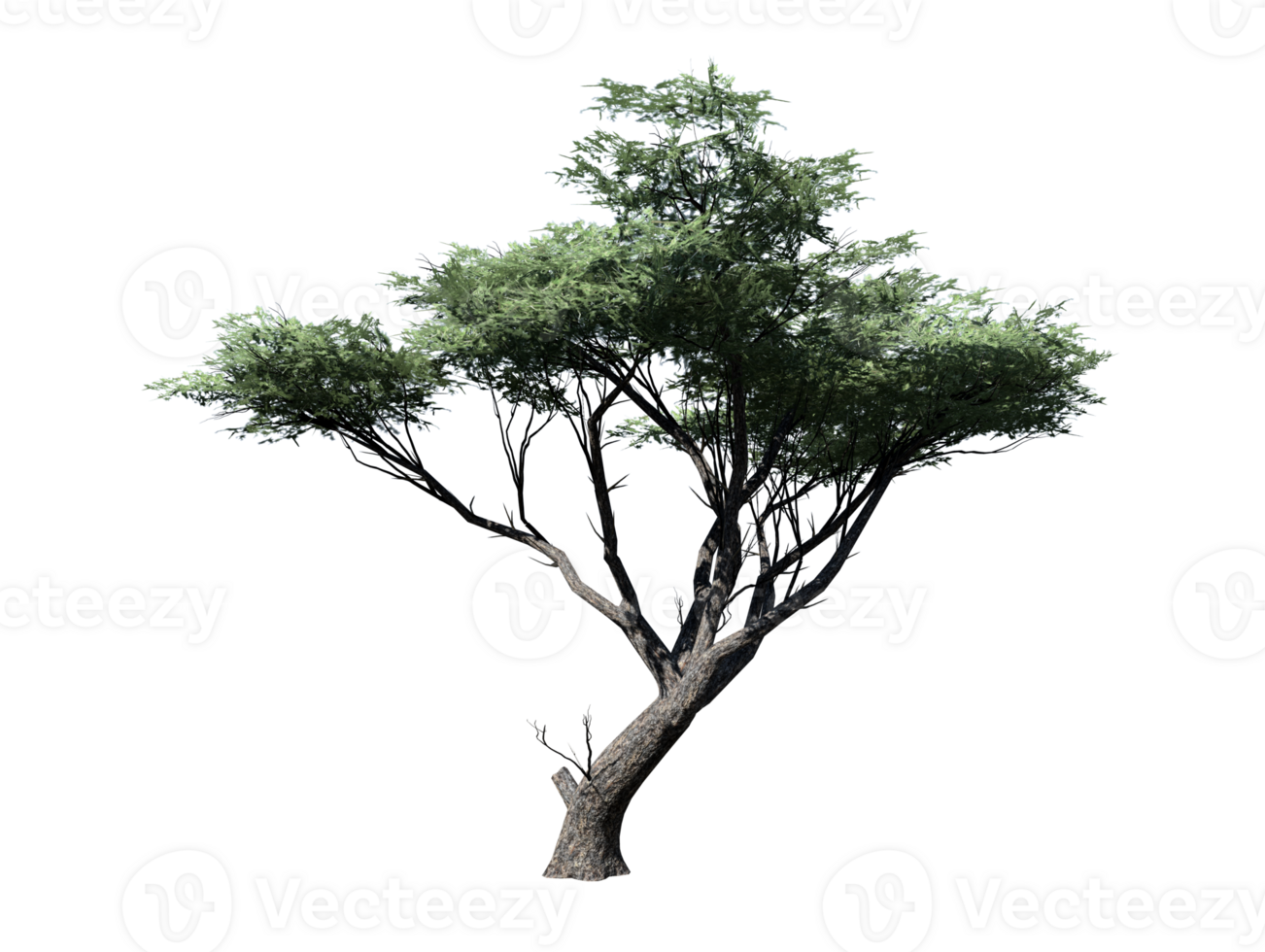 acacia albero trasparente Immagine png