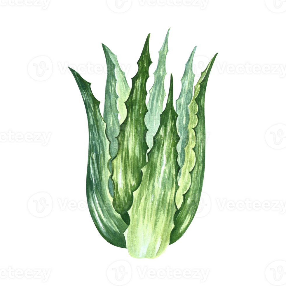 Aloe vera. Watercolor illustration. Aloe vera bush. For labels and packaging of cosmetology, perfumery and medicine. Also for the food industry. For stickers and prints. png