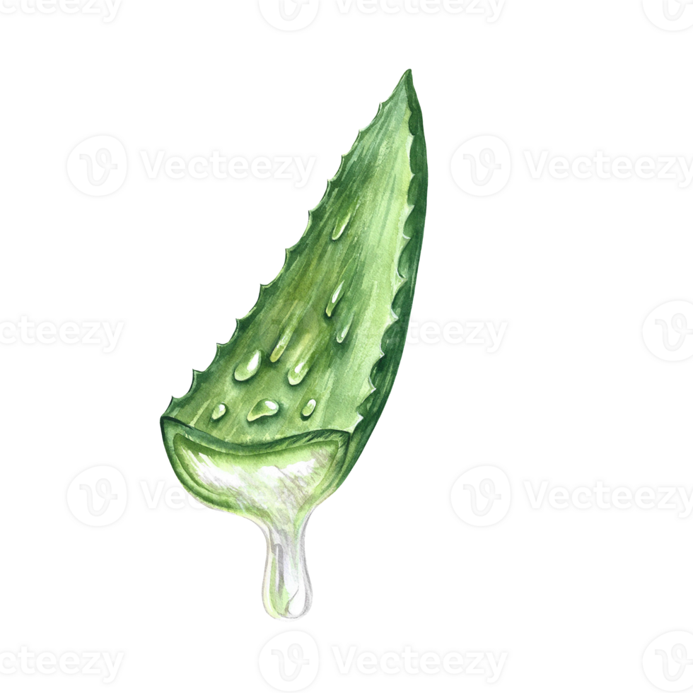 Aloe vera. Watercolor illustration. Sliced aloe vera with juice flowing out. For labels and packaging of cosmetology, perfumery and medicine. Also for the food industry. For stickers and prints. png