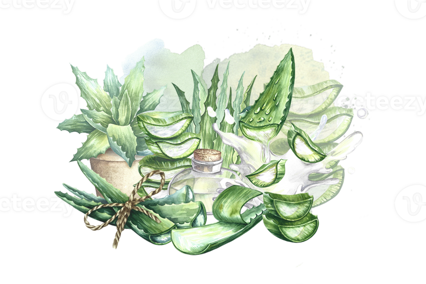 Composition with aloe vera. Watercolor hand drawn illustration. For labels and packaging, for stickers and prints. for cosmetology, perfumery and medicine. Also for the food industry png