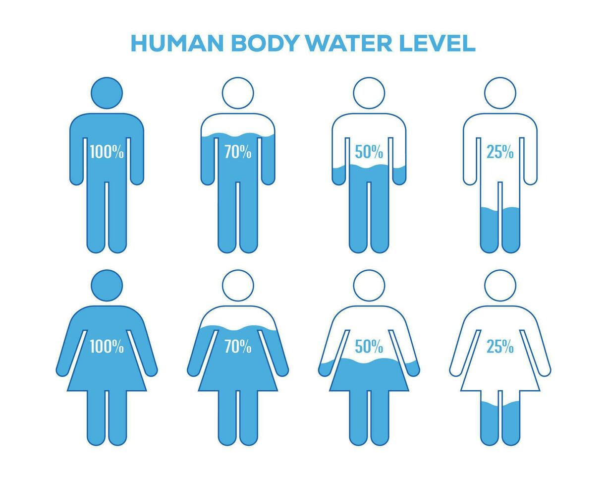 Human body and water level percentages illustration. Man and woman water level vector