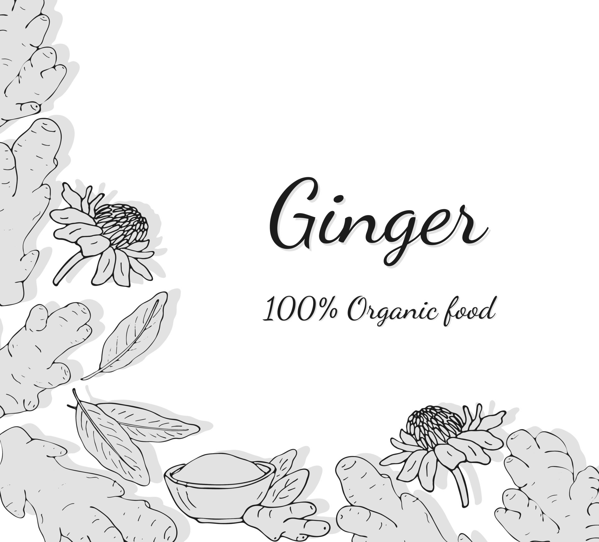 Hand-drawn ginger set. Ginger root banner. Ginger root, leaves, flowers ...