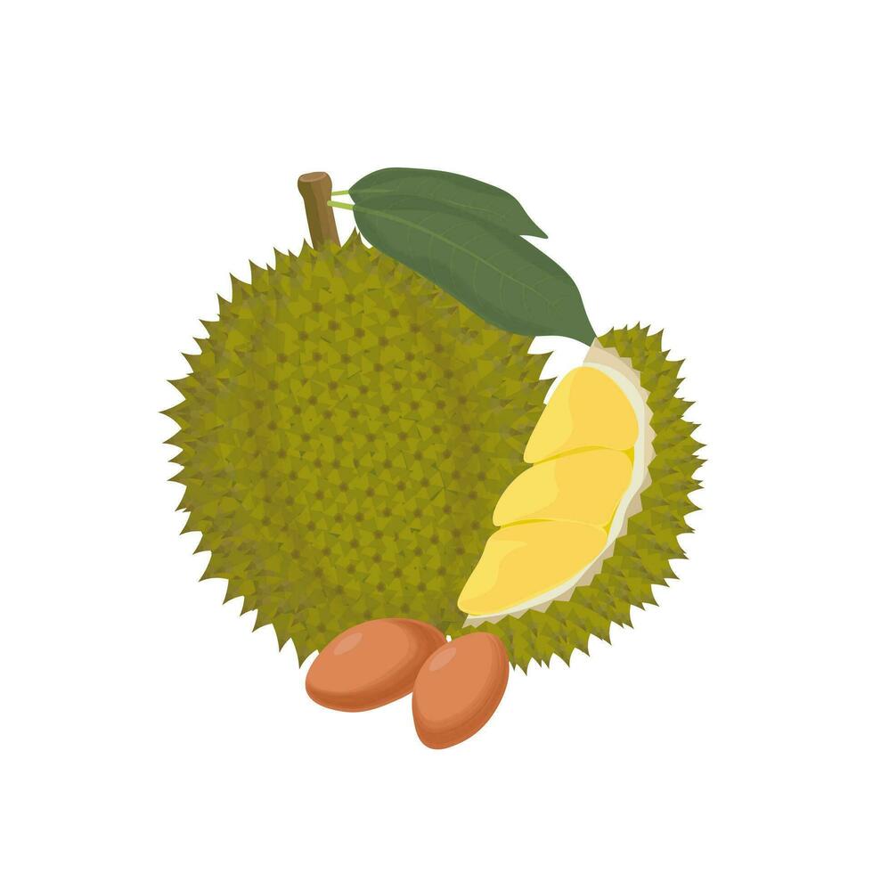 Logo Vector illustration of whole and peeled durian fruit