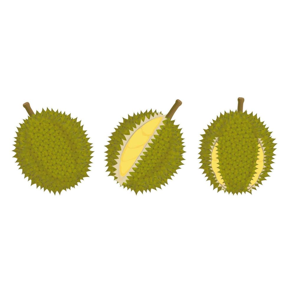 Logo Vector illustration of fresh durian fruit