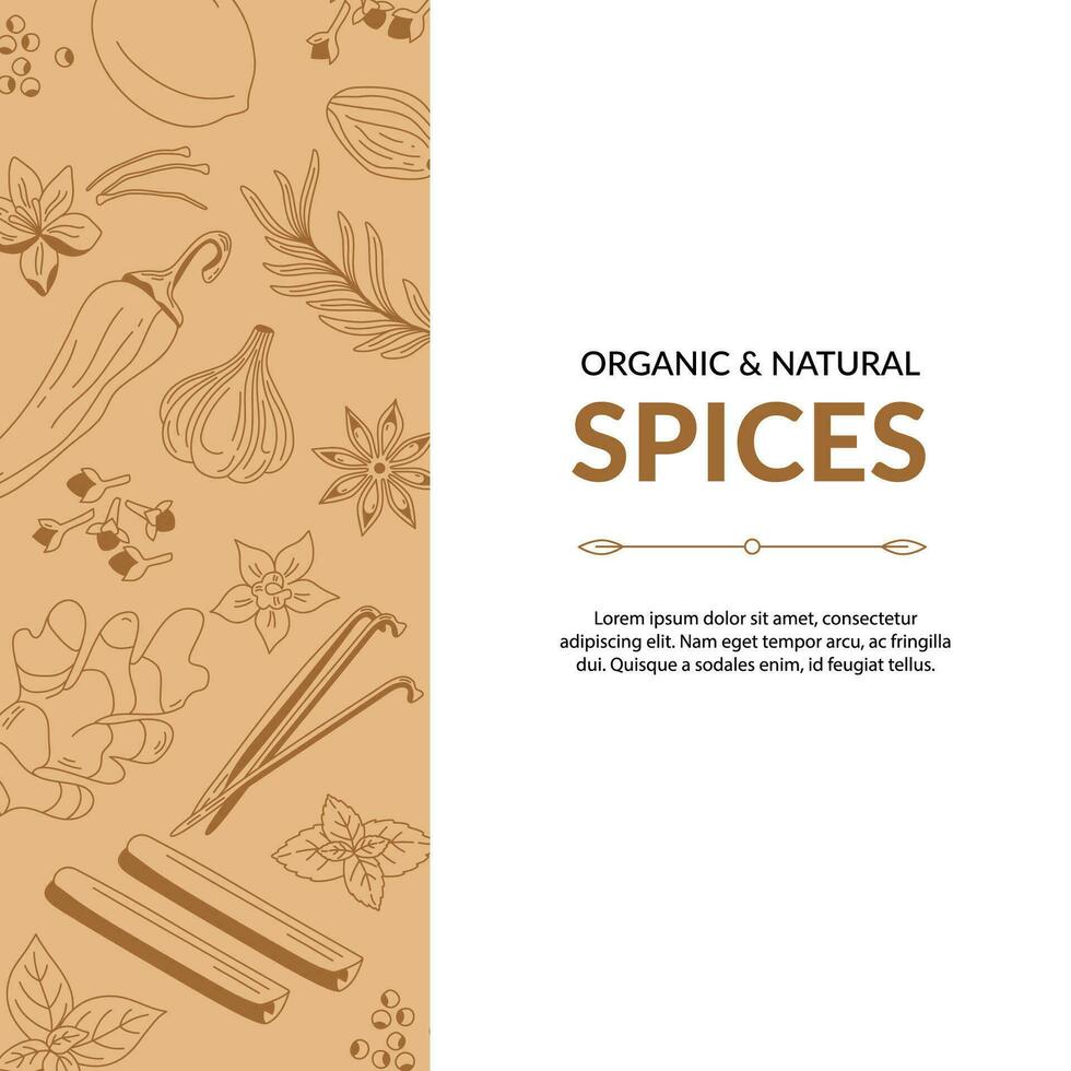 Template with hand drawn illustration of different spices. Use to create menus, packaging, prints. vector