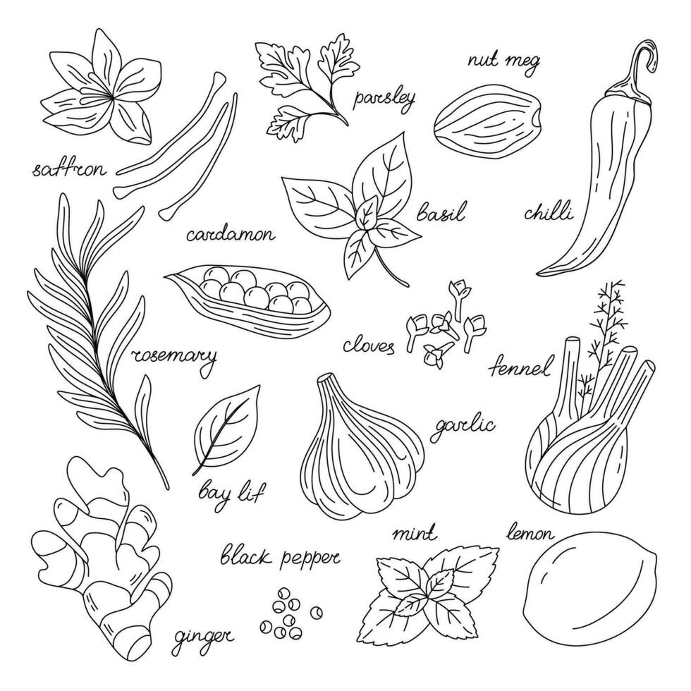 Hand drawn illustration of different spices on white background. Line art.  Use to create menus, packaging, prints.. Ginger, cinnamon, vanilla, anise, basil, rosemary, cardamon, pepper, cloves vector