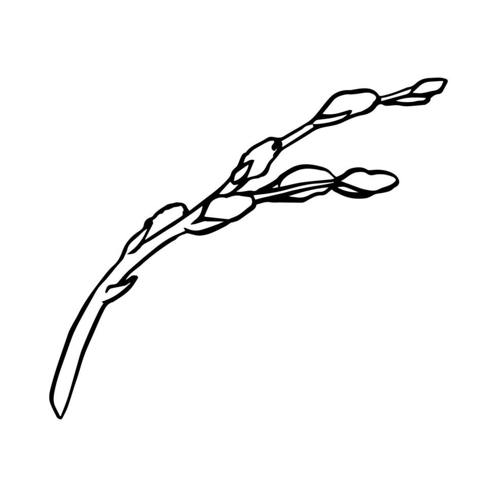 Black contour linear silhouette willow branches isolated on white background. Vector simple line graphic illustration spring plants. simple drawing plant element for the design