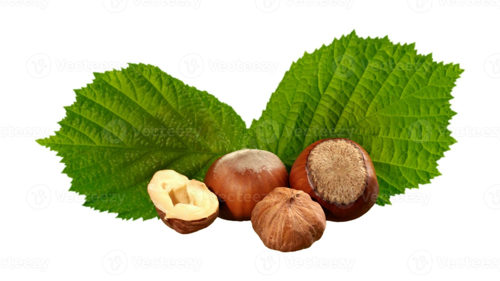 Organic Brown Hazelnuts. Delicious Healthy Nuts, Concept for Design. Gourmet Ingredients for Culinary Creations, Autumn Harvest Snack photo