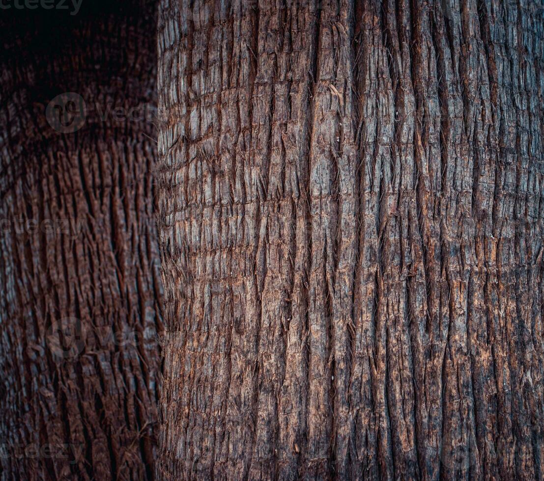 Closeup view texture of coconut tree of nature photo background. Cracked bark of old tropical palm trees.