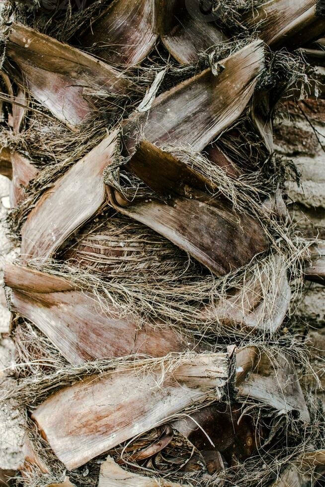 Palm tree trunk detailed background photo. Palm tree trunk texture. Cracked bark photo