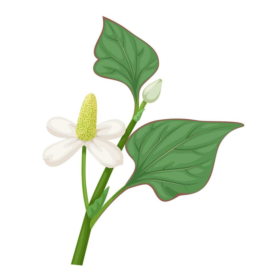 Vector illustration, Houttuynia cordata, called as Dokudami in japan, herbal plant, isolated on white background.