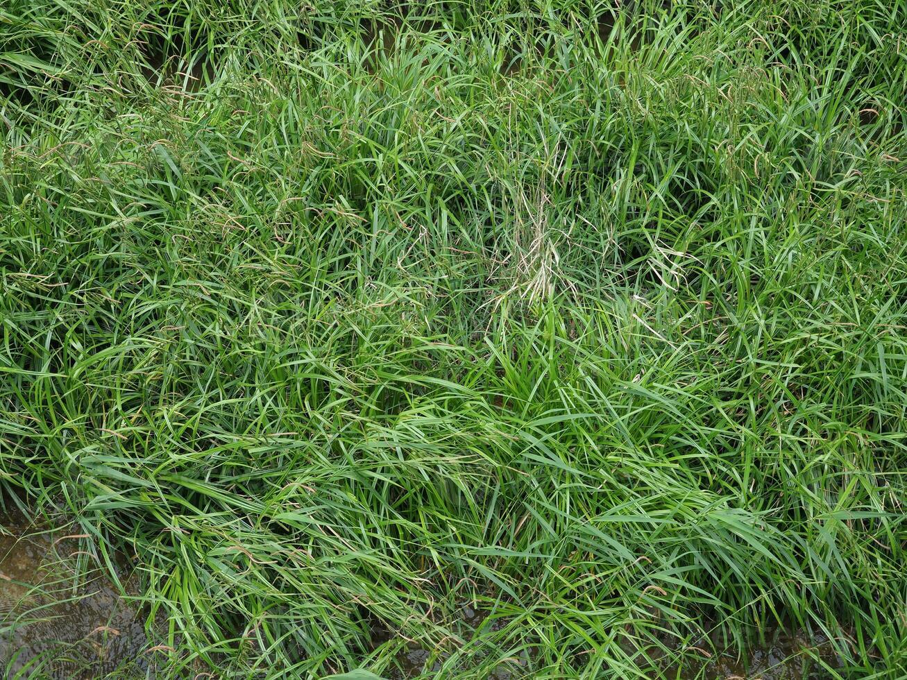 wetland grass background photo