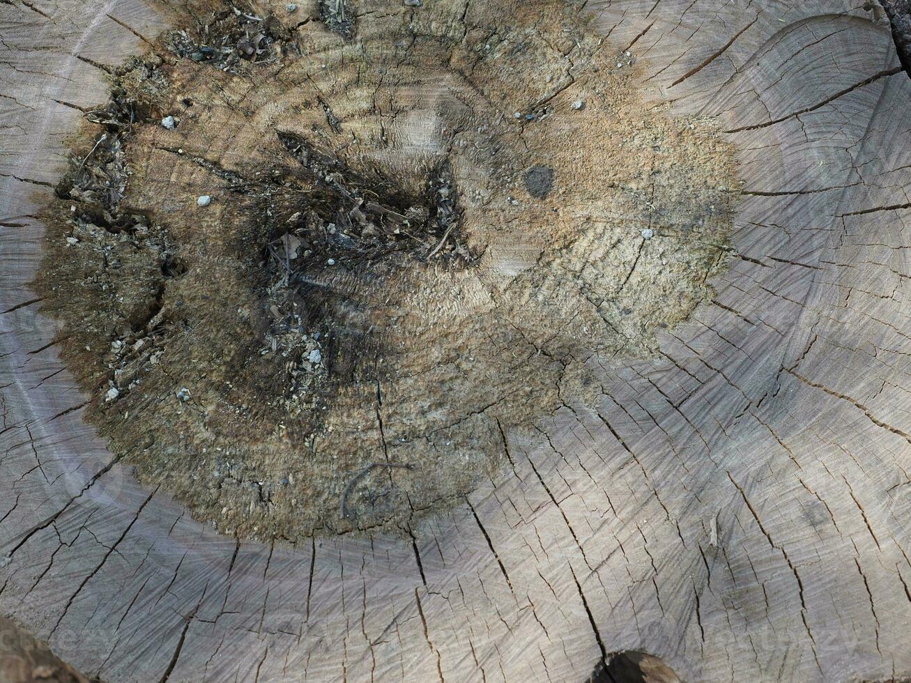tree trunk section photo