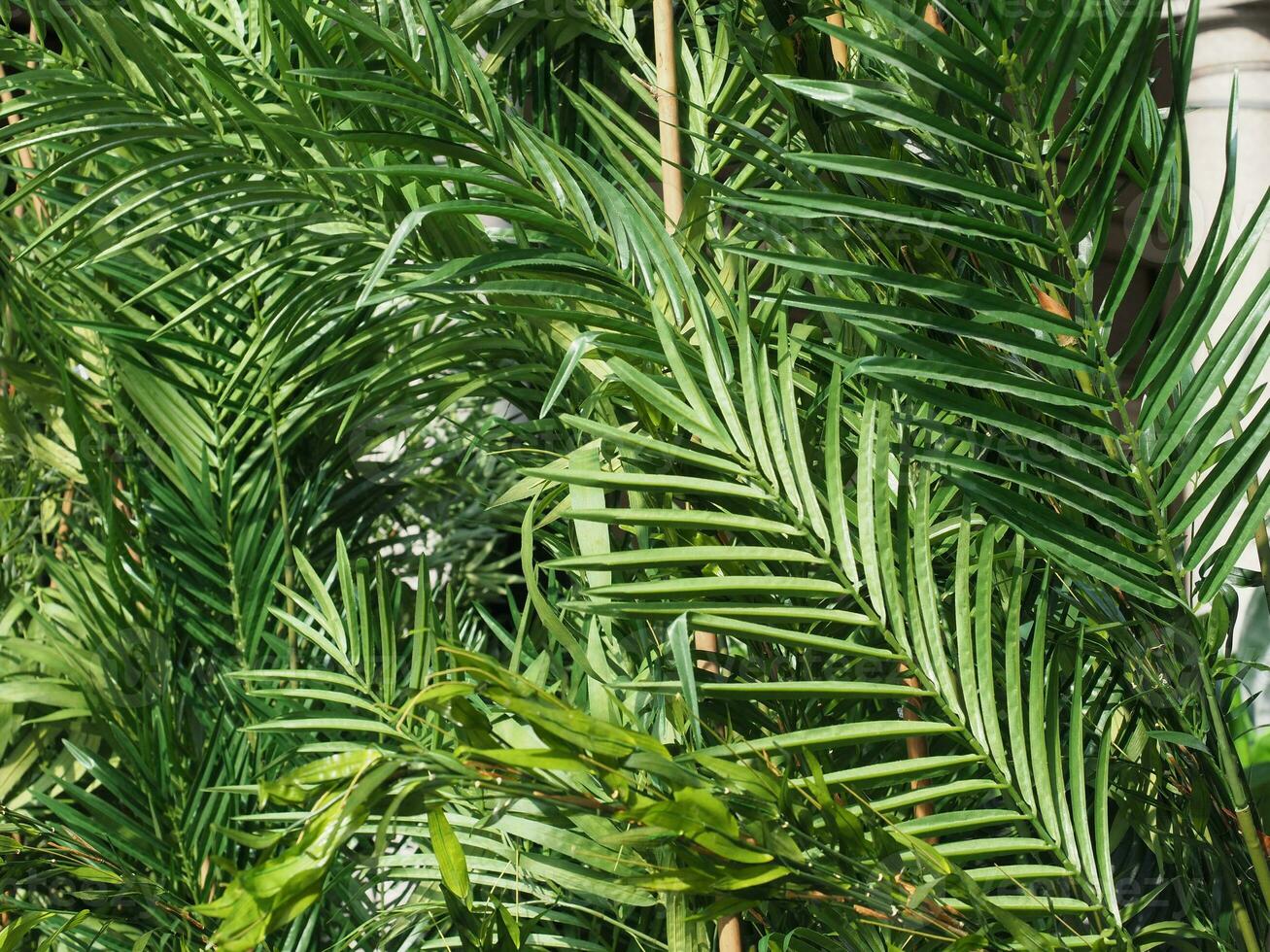 palm leaves lush greenery background photo