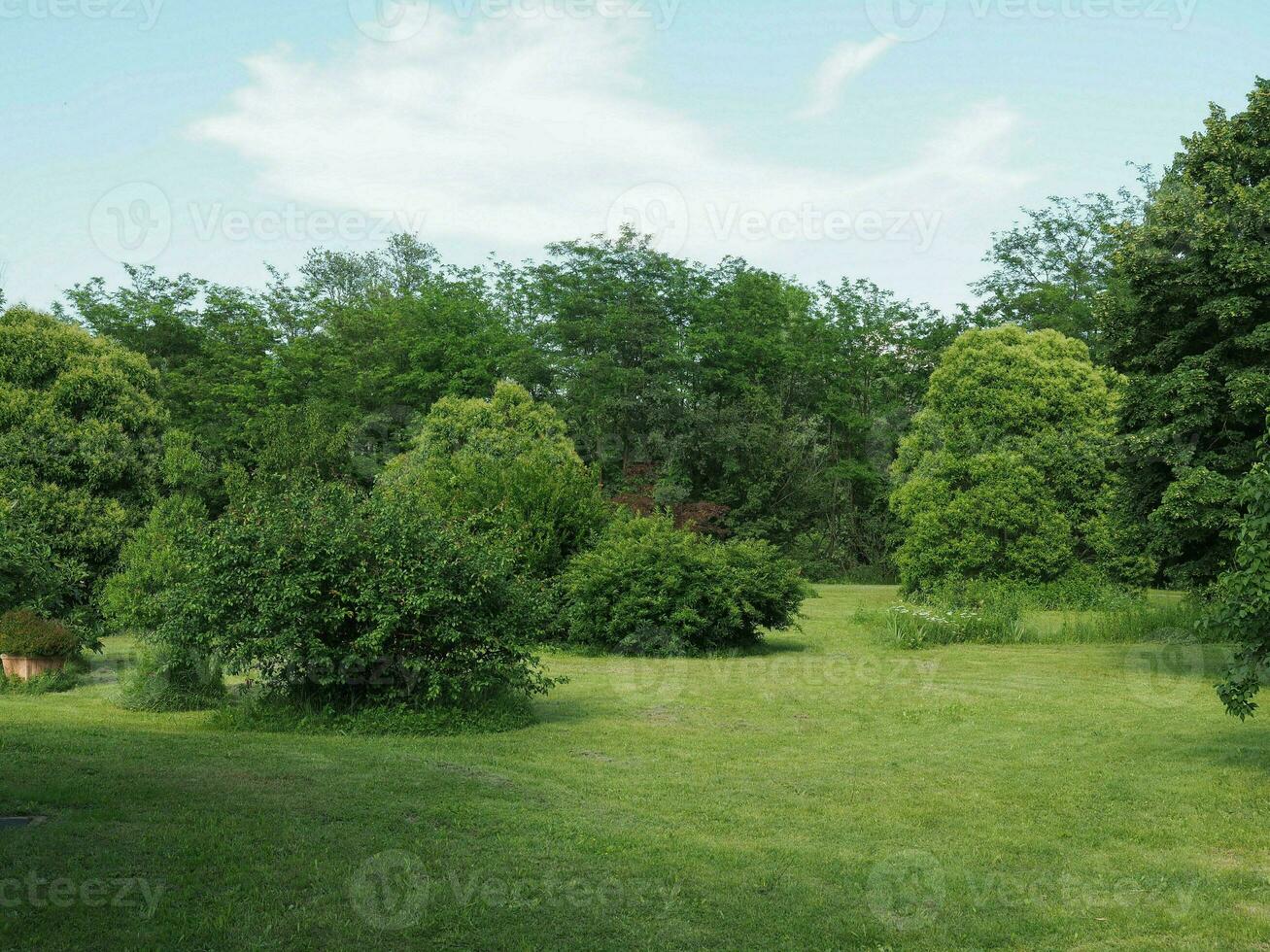 meadow and trees photo