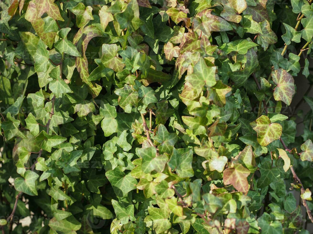 ivy plant background photo