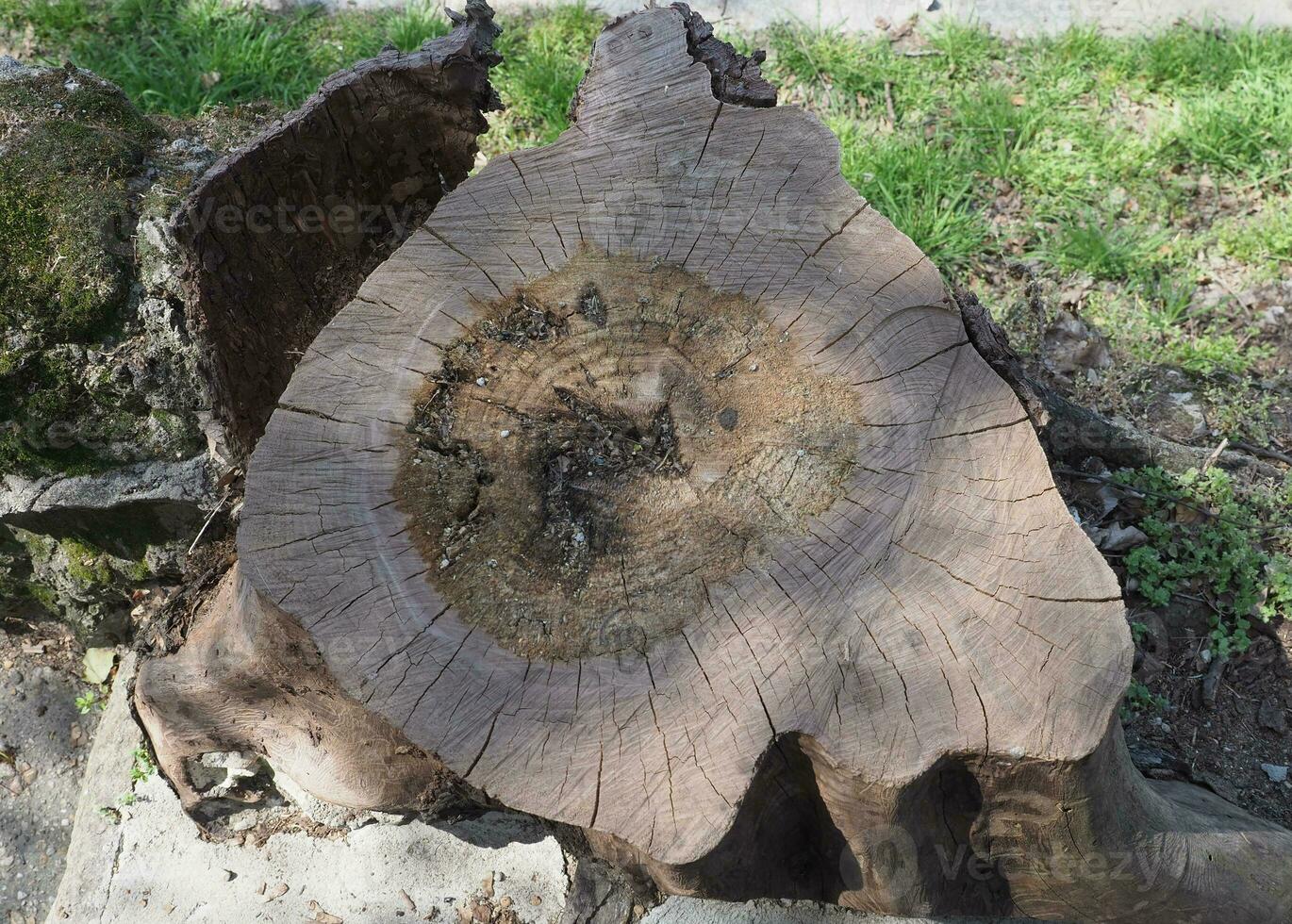 sección de tronco de árbol foto