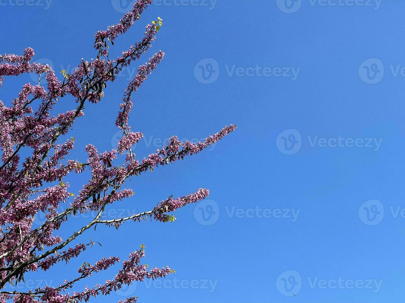 rama de floreciente árbol en un azul cielo antecedentes foto