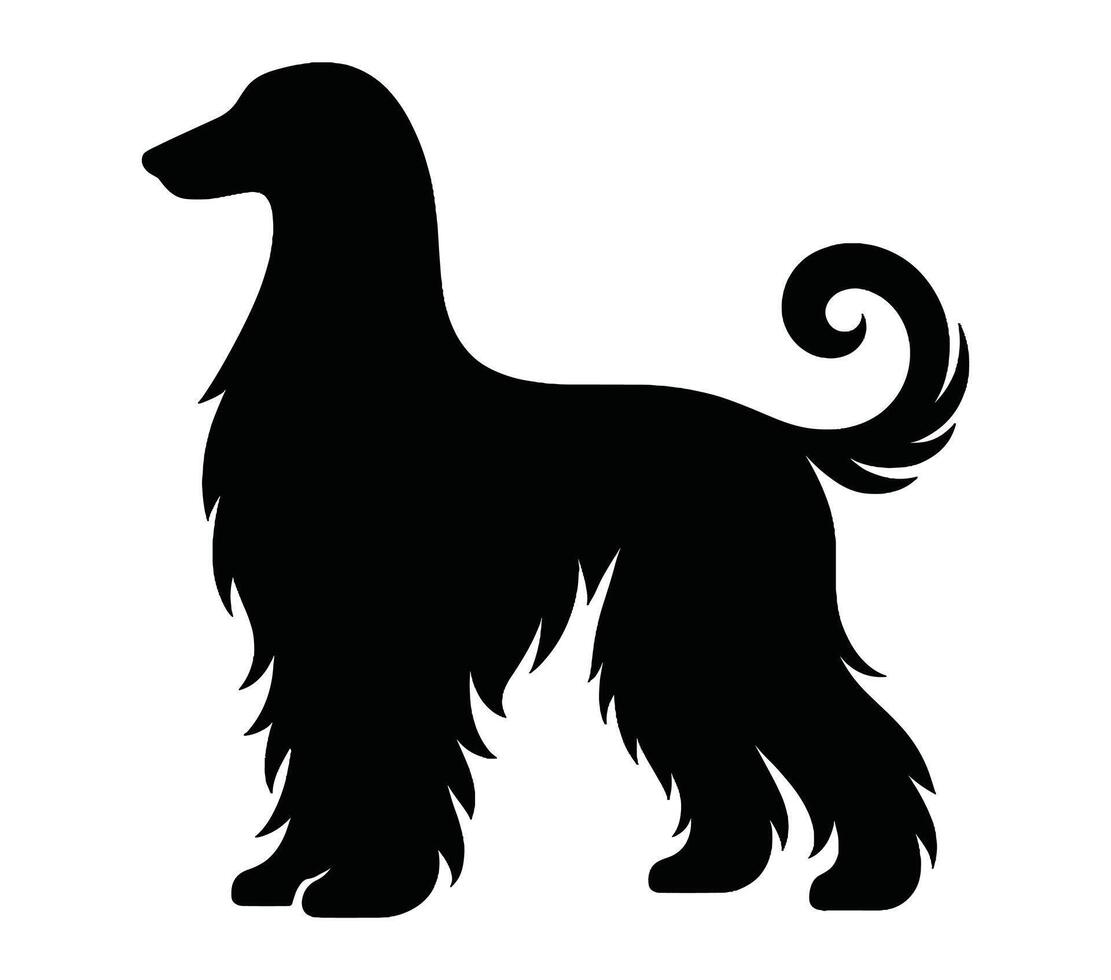 Afghan hound vector illustration design art.