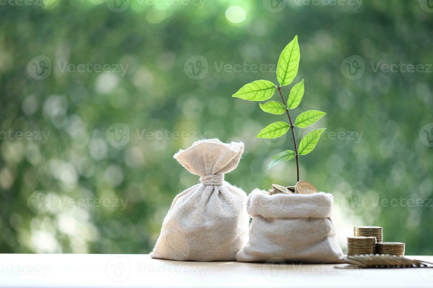 Trees growing on stack of coins money in money bag on green background, investment and business concept photo