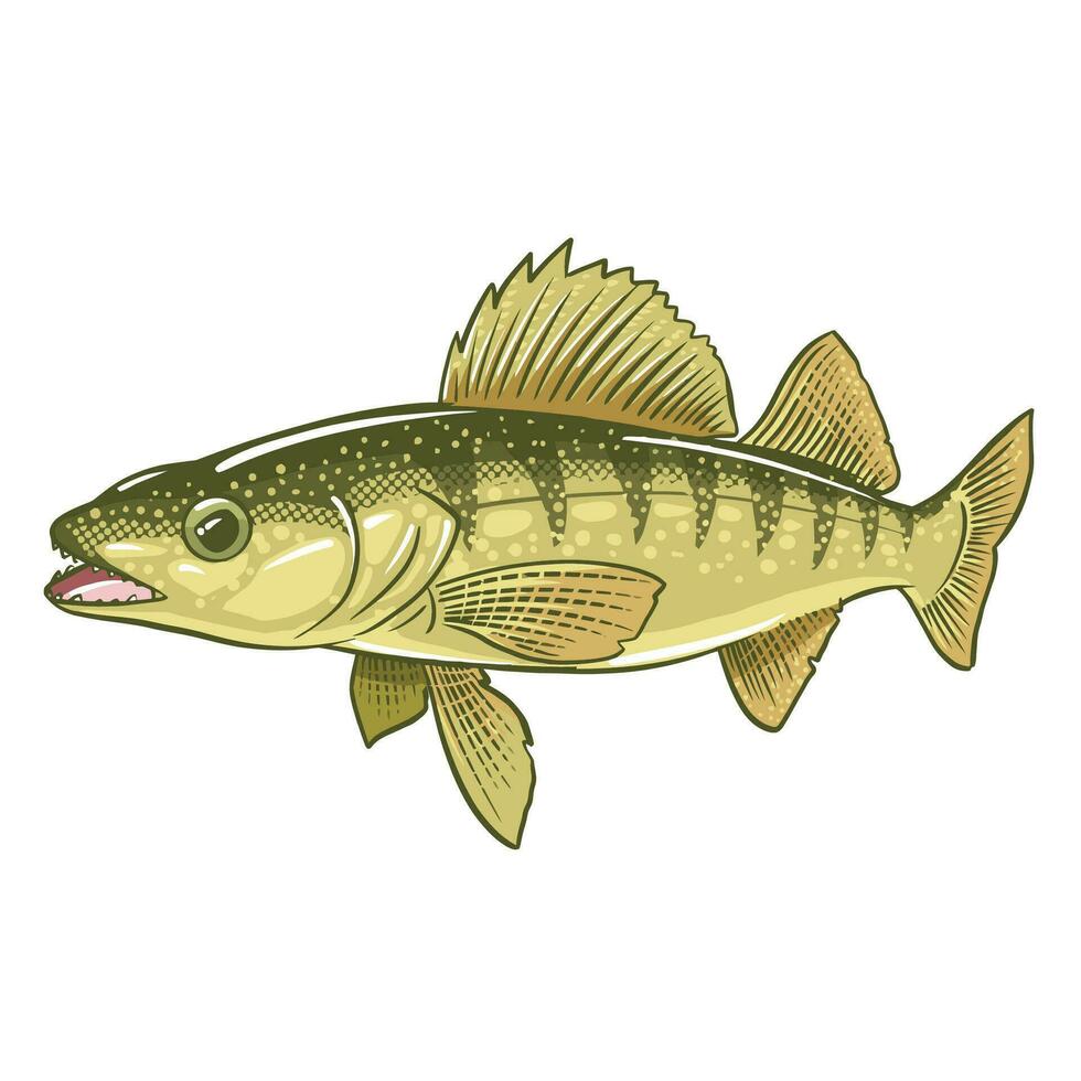 Walleye, pickerel or yellow pike. Freshwater fish. vector