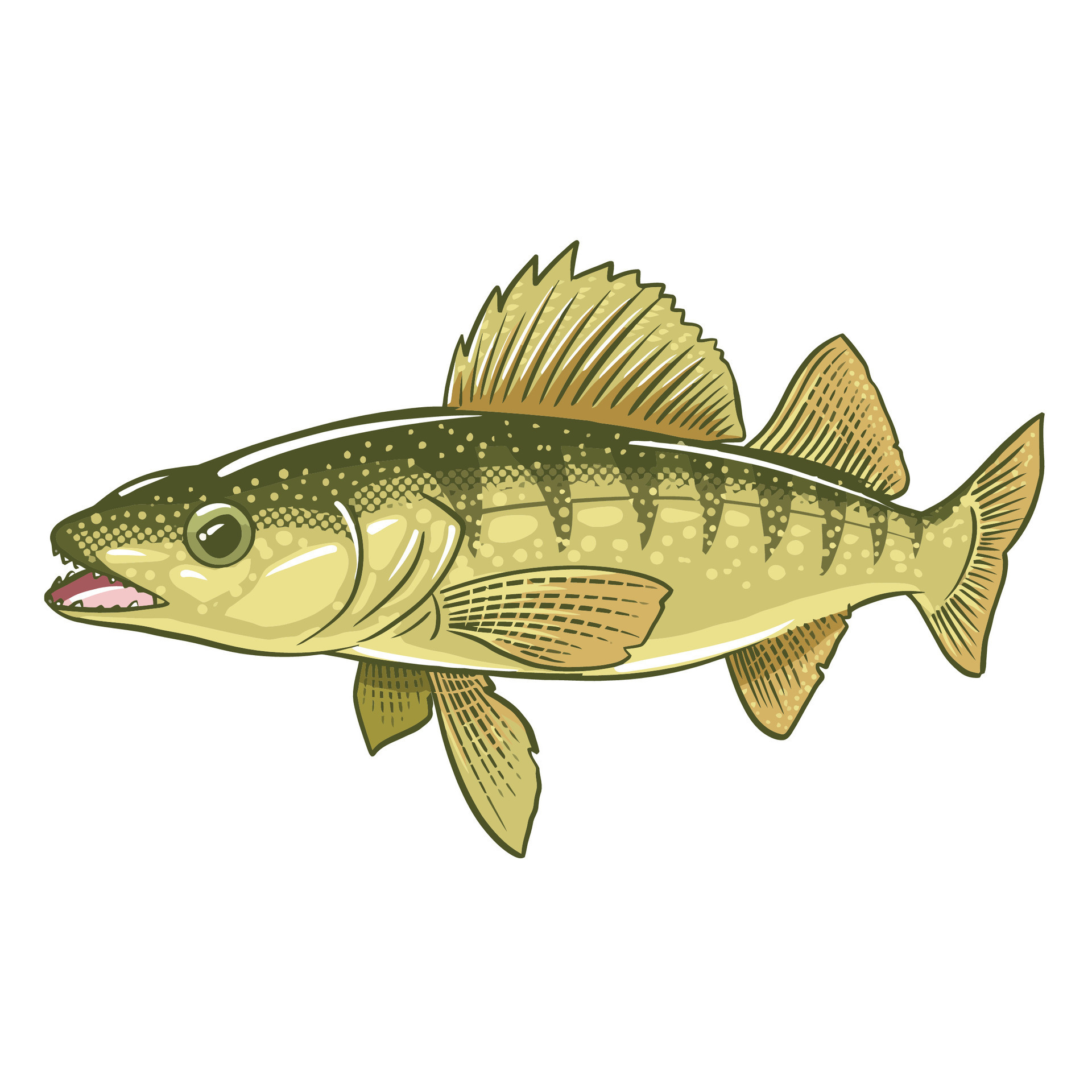 Walleye, pickerel or yellow pike. Freshwater fish. 36364195 Vector Art at  Vecteezy