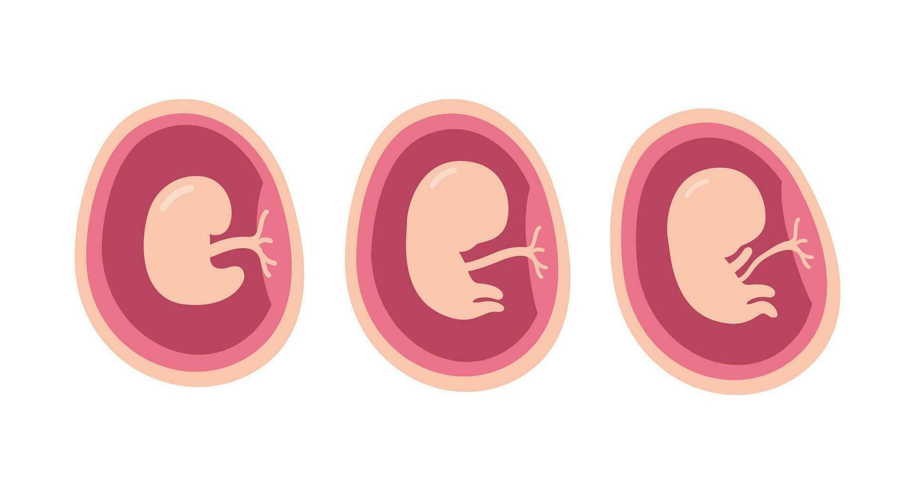 Tres etapas de el humano feto, embrión desarrollo plano diseño ilustración vector