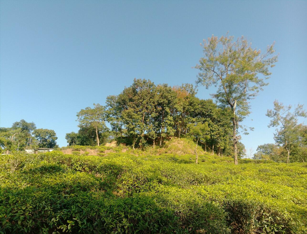 a hillside with trees and bushes in the foreground photo