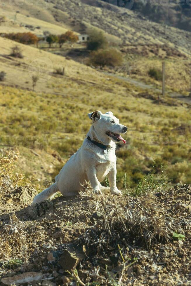 A pet dog walks outdoors. Purebred breed Jack Russell Terrier male photo