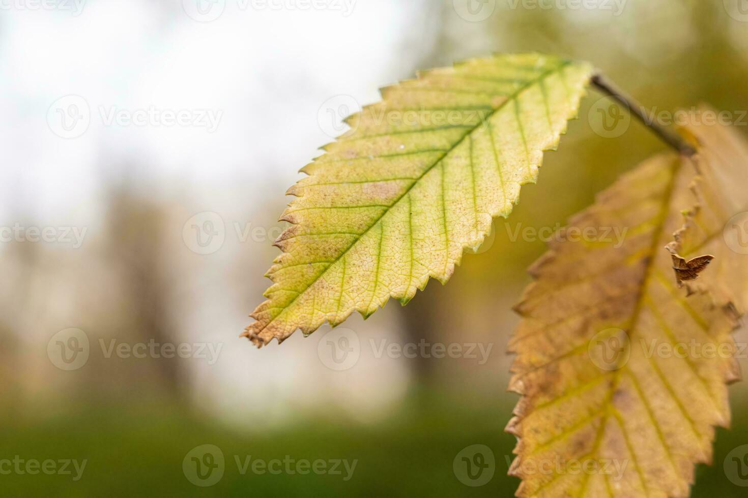 Natural screensaver and background with autumn theme and seasonal colors landscape photo