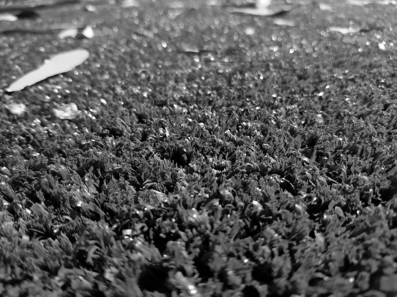 Black and white grass background close view, grayscale grass photo