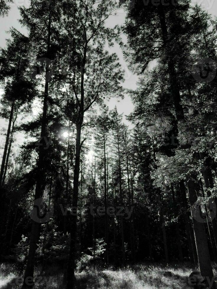 monochrome nature forest landscape photo