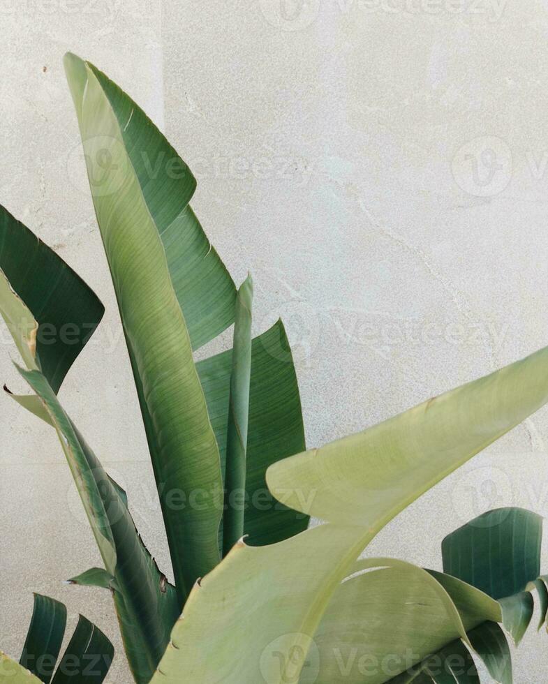 palma hojas cerca arriba tropical planta foto