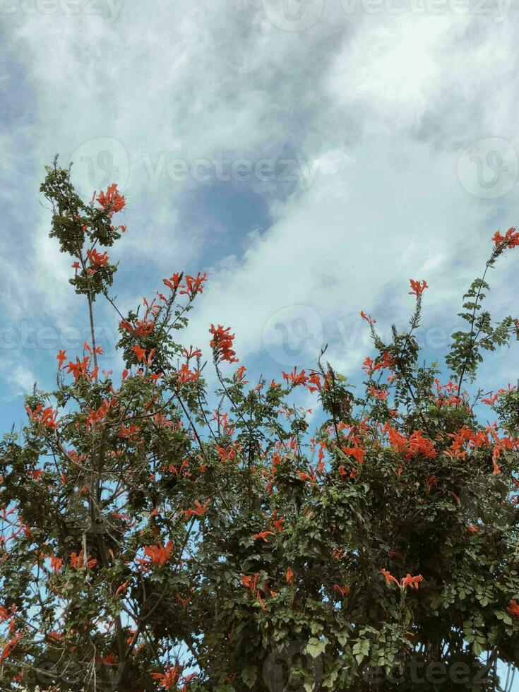 Beauty pink flora blossom blue sky photo