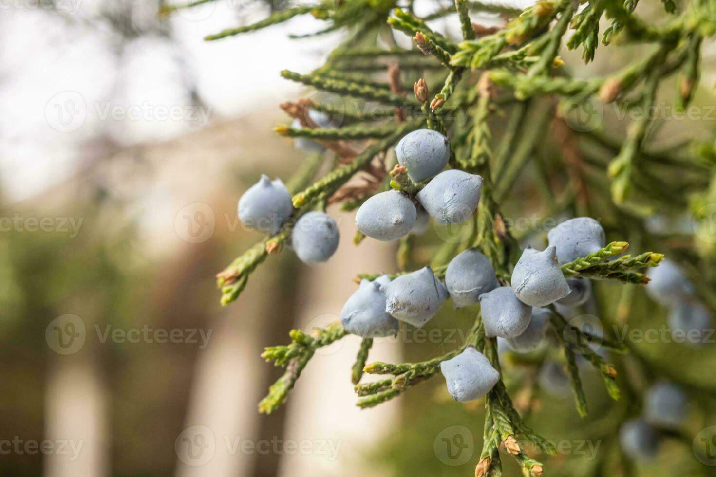 foto de verde enebro natural medicina y especia