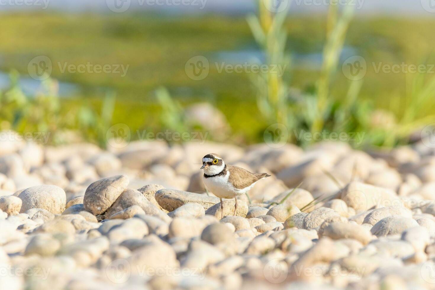 Bird in the wild with beautiful stone background outdoors ornithology theme. photo