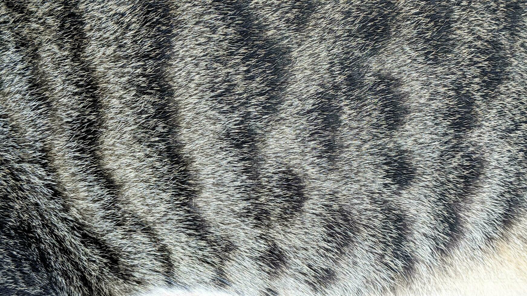 Cat fur texture, closeup of photo, can be used as a background photo