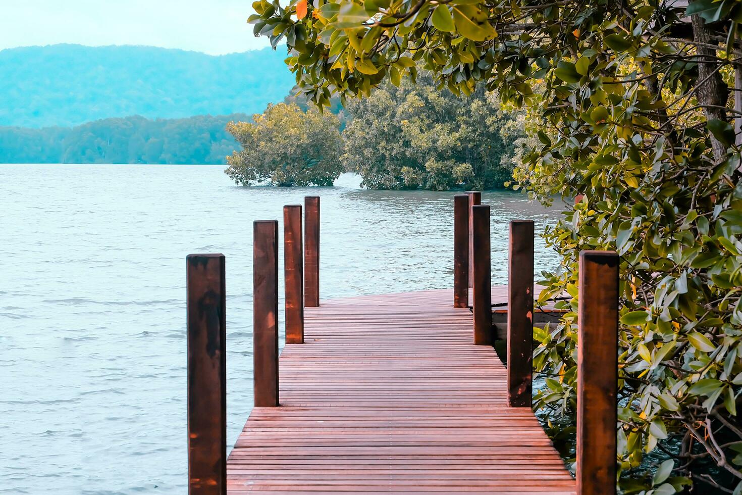 wooden bridge for walkway In the mangrove nature study path forest photo