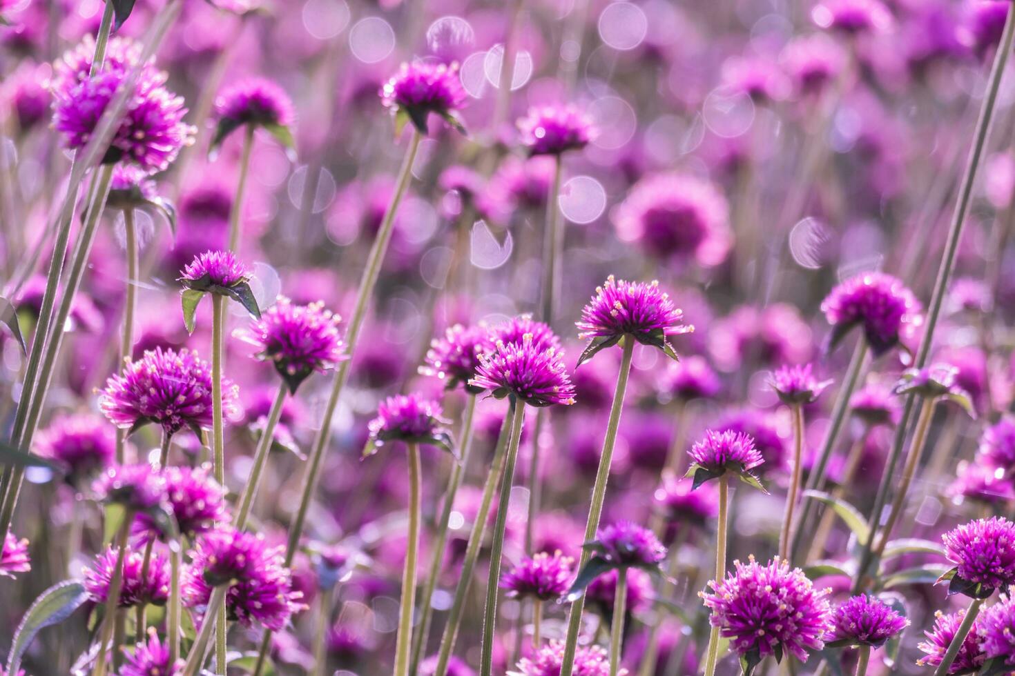 pink amaranth flower blossom on field, Beautiful growing and flowers on meadow blooming in the morning.Soft pastel on nature bokeh background photo