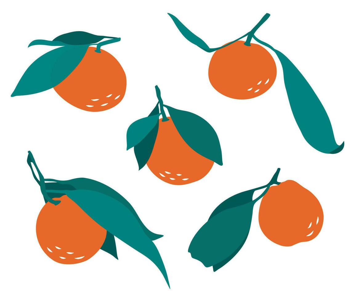 Mandarins with leaves in Flat style. Design elements. Citrus. vector