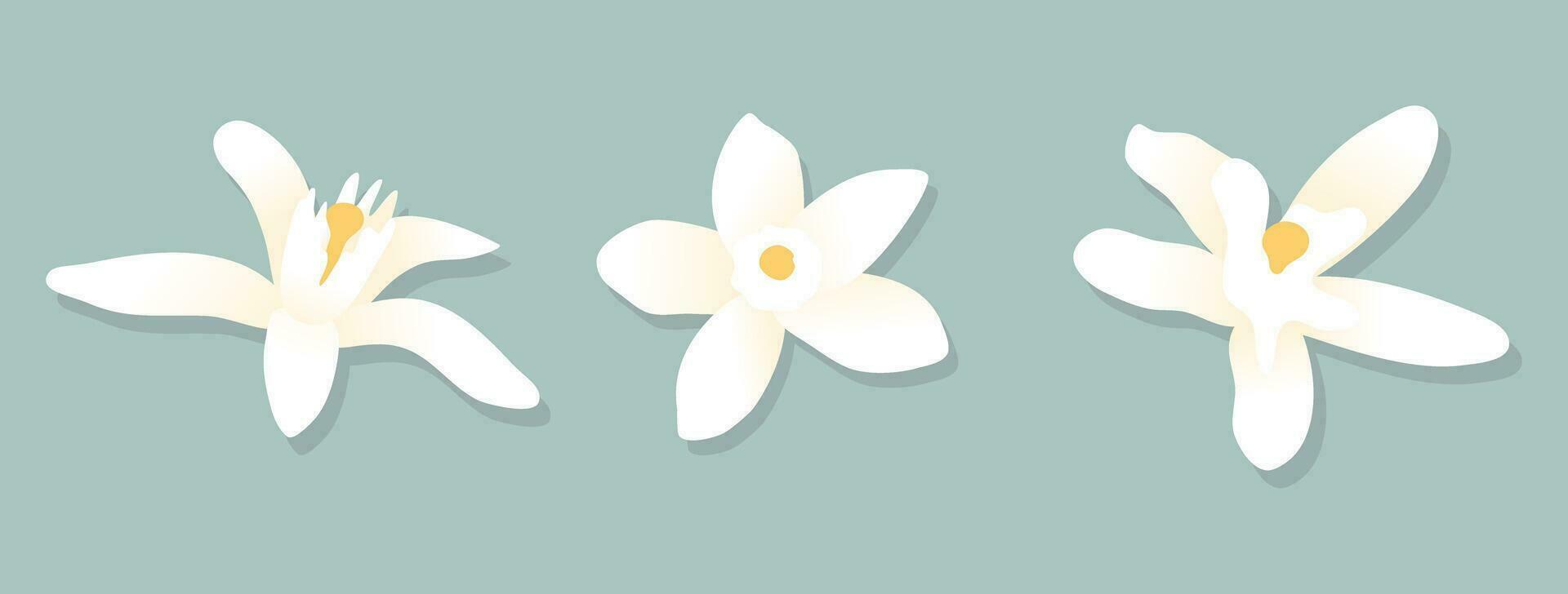 White citrus mandarin flowers. Design elements on isolated background. vector