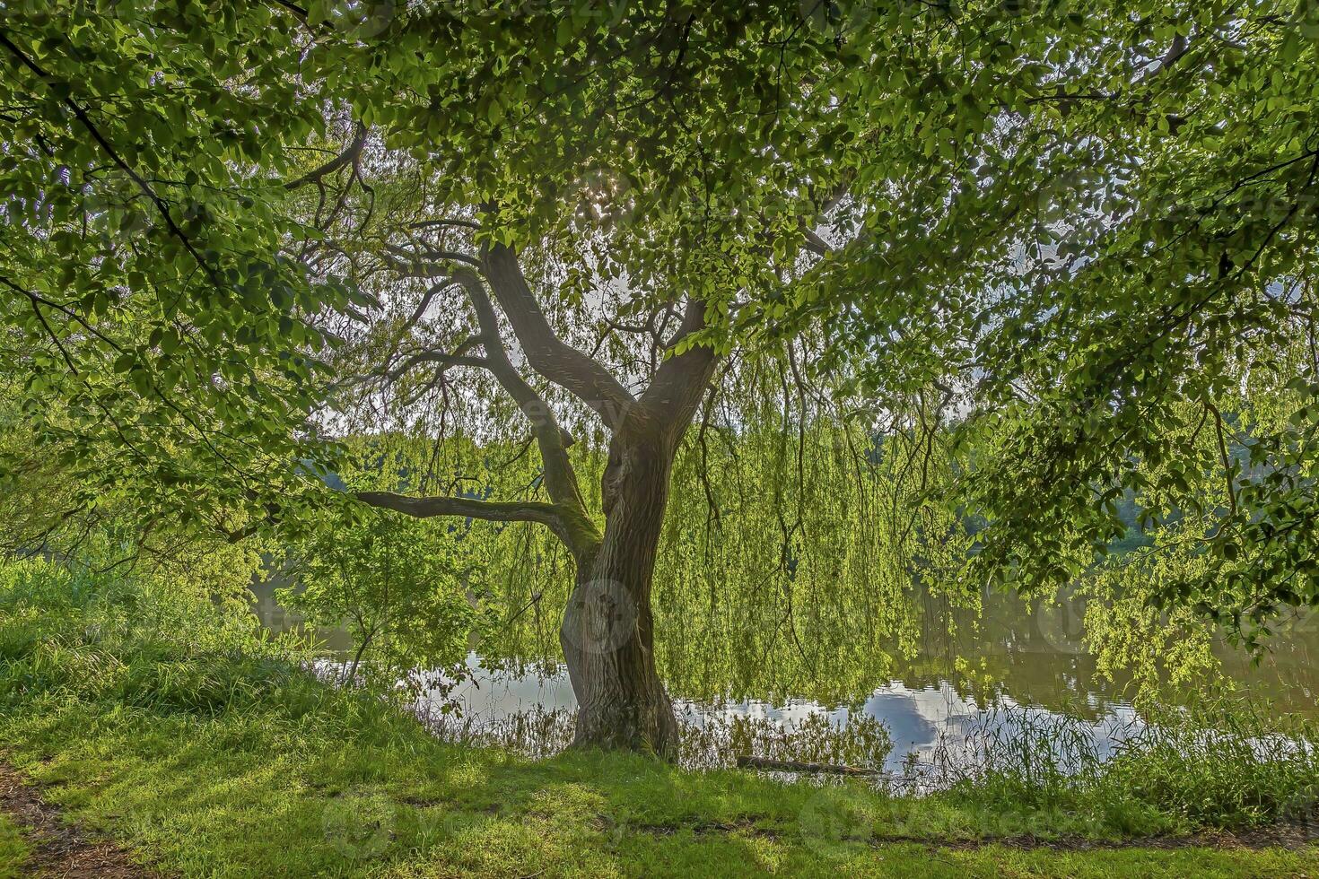 Picture of a weeping willow with fresh green leaves at a pond in backlight photo